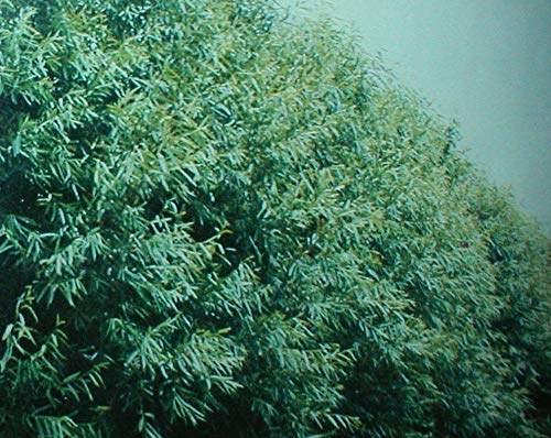 50 Austree Hybrid Willows Easy Fast Growing!! Shade Privacy Wind Block