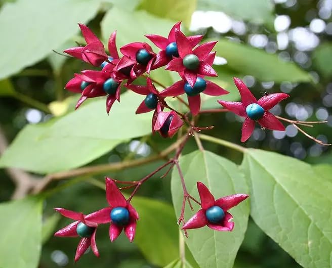 Glory Bower Tree Seeds for Planting - 10 Seeds