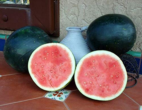 Black Diamond Watermelon Seeds | 50 Seeds | A Summer Favorite | Fruit Seeds for Planting
