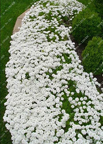 1000pcs/bag Creeping Thyme White Seeds Perennial Ground Cover for Home Garden