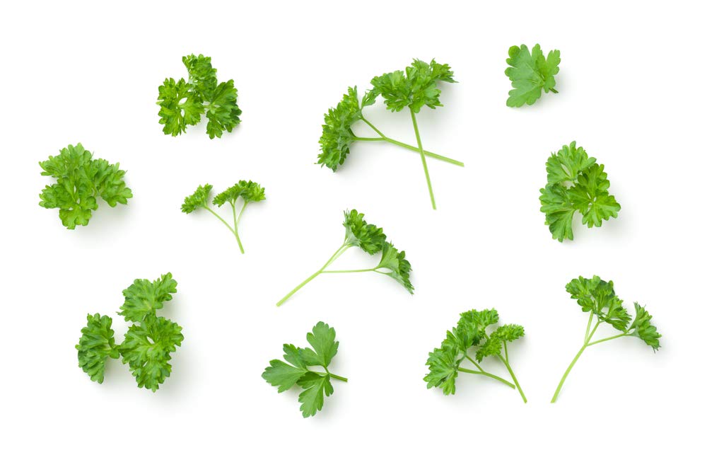Parsley Seeds to Grow | 150+ Seeds | Prized Herb for Cooking and Garnish