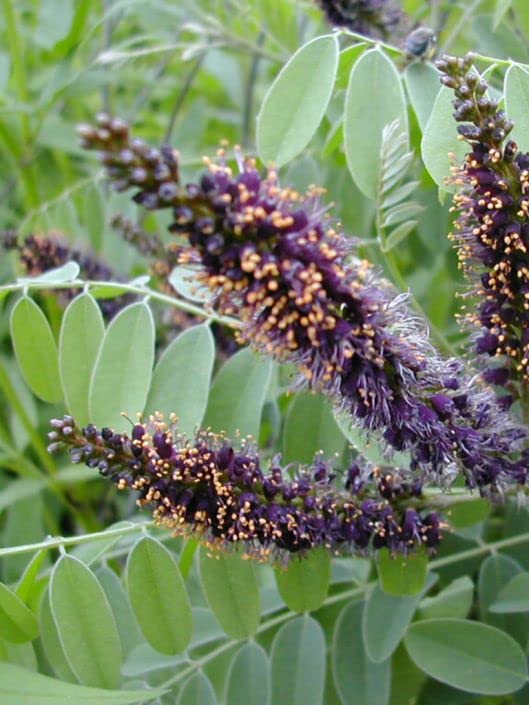 False Indigo Bush Seeds for Planting (100 Seeds) - Amorpha fruticosa