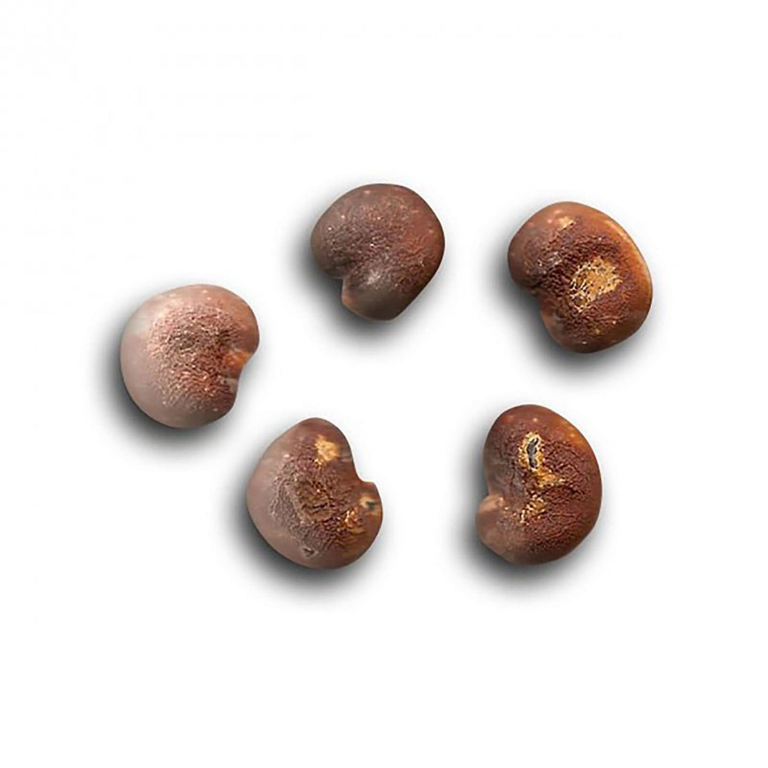 10 African Baobab Seeds - 10 Seeds (Adansonia digitata) - Pack of 10 Rare and Viable Seeds - QO Seeds