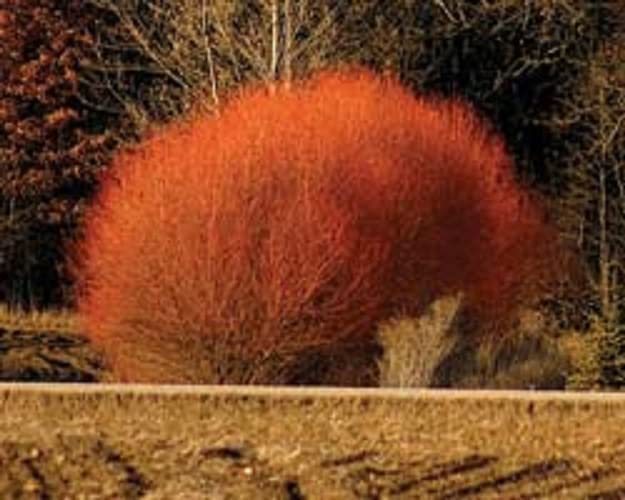 Red Flame Willow Trees - Burning Bush - Fast Growing and Stunning Color