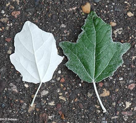White Poplar Cuttings to Grow - Populus alba - Silver Leafs are Very Attractive