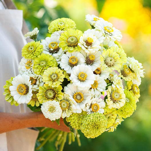 100 Snow White and Rare Green Zinnia Mix Seeds for Planting - Amazing Color, Great for Cut Flowers