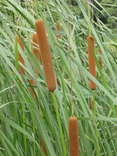 50 Cattails Cat Tails Typha Latifolia Water Pond Grass Flower Seeds CombSH
