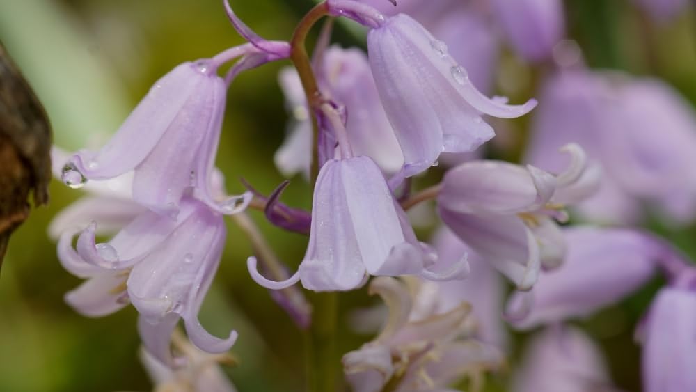 Spanish Pinkbell Bulbs for Planting - Hyacinthoides Hispanica Pink - Easy to Grow Perennial Flowers for Garden or Container Growing