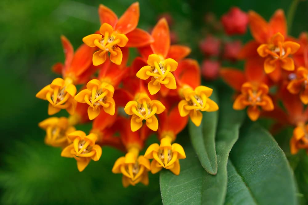 250 Tropical Milkweed Seeds - Food and Host Plant for Monarch Butterflies - Blood Flower Milkweed Seeds