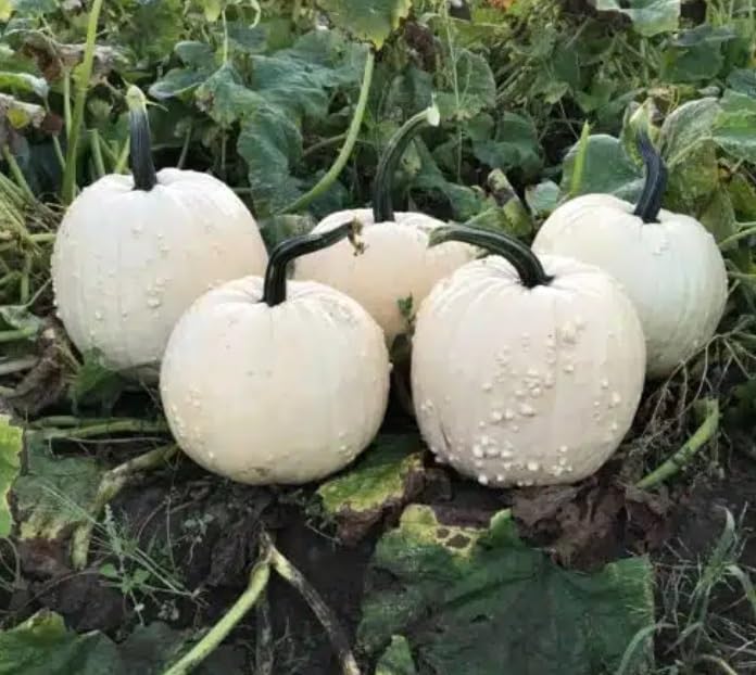 10 Warty White Specter Pumpkin Seeds for Planting - White Pumpkins with a few White Warts