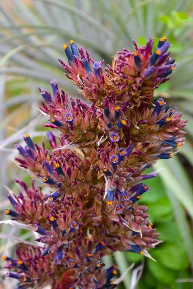 10 Silver Puya Seeds for Planting - Grow Rare and Exotic Puya coerulea