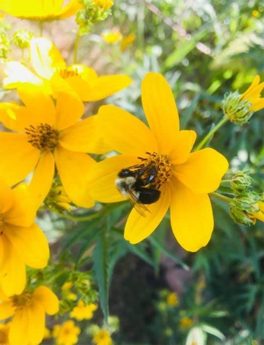Yellow Swamp Marigold Seeds for Planting (100 Seeds) - Bidens Aristosa Mutica Flower