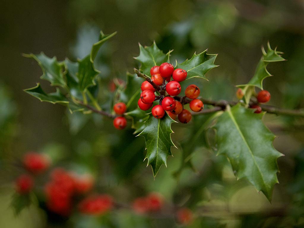 English Holly (Ilex aquifolium) 10 Seeds for Planting, Open Pollinated, Heirloom, Non-GMO, Inkberry, Oregon Holly, Winterberry, Broadleaf, English holl, Christmas Holly,