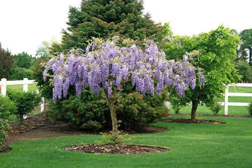 Live Plant - Purple Wisteria, Tree, Flower, for Gardening and Planting