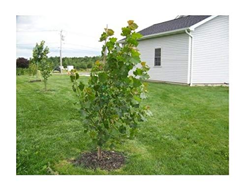 Hybrid Poplar Tree Cuttings Fast Growing Shade or Privacy Trees 10 Trees BA101