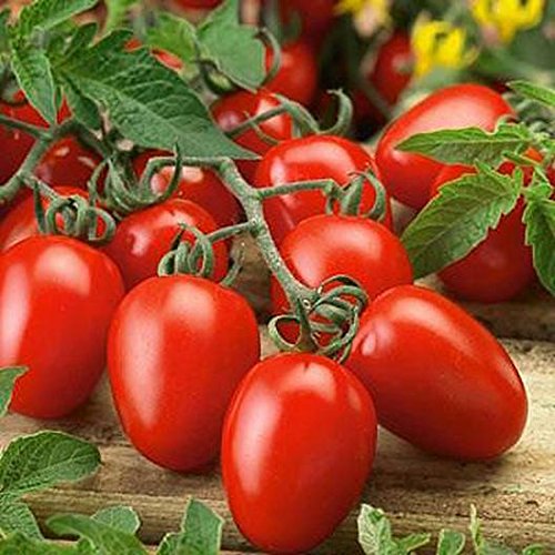 Roma Tomato Seeds | 100+ Seeds | Grow Your Own Food | Made in USA