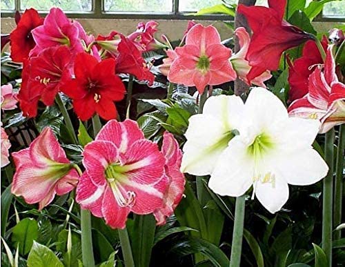 Amaryllis Garden Bulbs for Planting - Top Size Bulbs - Grow Amazing Mixed Color Amaryllis Flowers