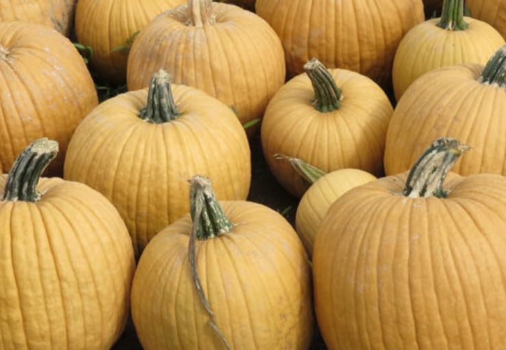 10 Spicy Mocha Pumpkin Seeds for Planting - Coffee Pumpkins