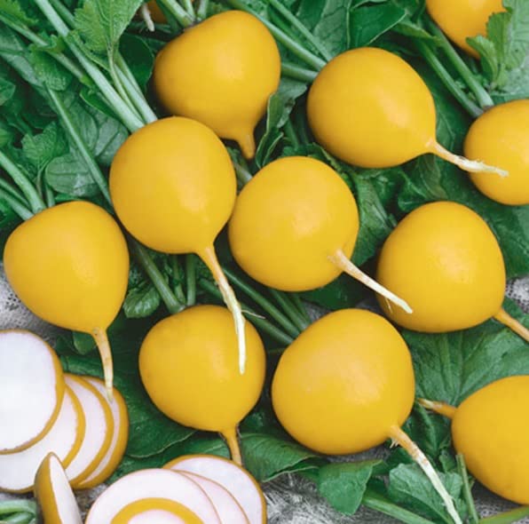 Golden Helios Radish Seeds for Planting (200 Seeds)