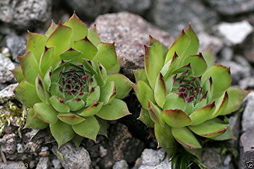 100 Sempervivum Tectorum Seeds Aka Hens and Chickens (100 Seeds) Rhs Award .