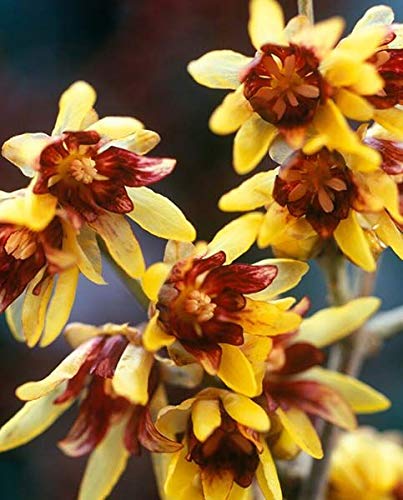Wintersweet Bonsai Tree Seeds - Chimonanthus praecox 10 Seeds - Ships from Iowa, USA