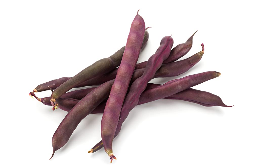 Purple Finger Bean Seeds for Planting - 15 Rare Vegetable Seeds