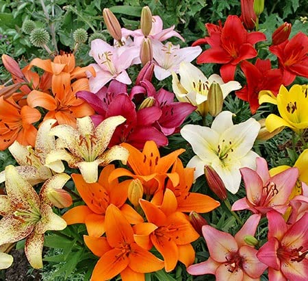 Asiatic Lily Bulbs for Planting - 6 Fresh Bulbs, Easy to Grow - Made in USA, Ships from Iowa