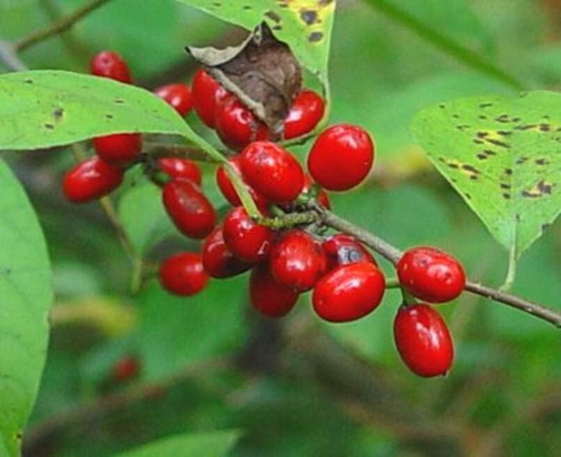 Spicebush Bush Seeds for Planting - Lindera Benzoin - Made in USA, Ships from Iowa