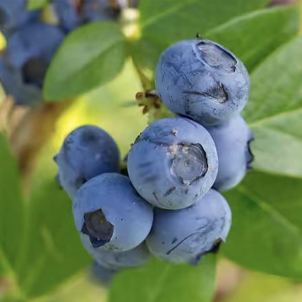 100+ Blueberry Seeds for Planting…