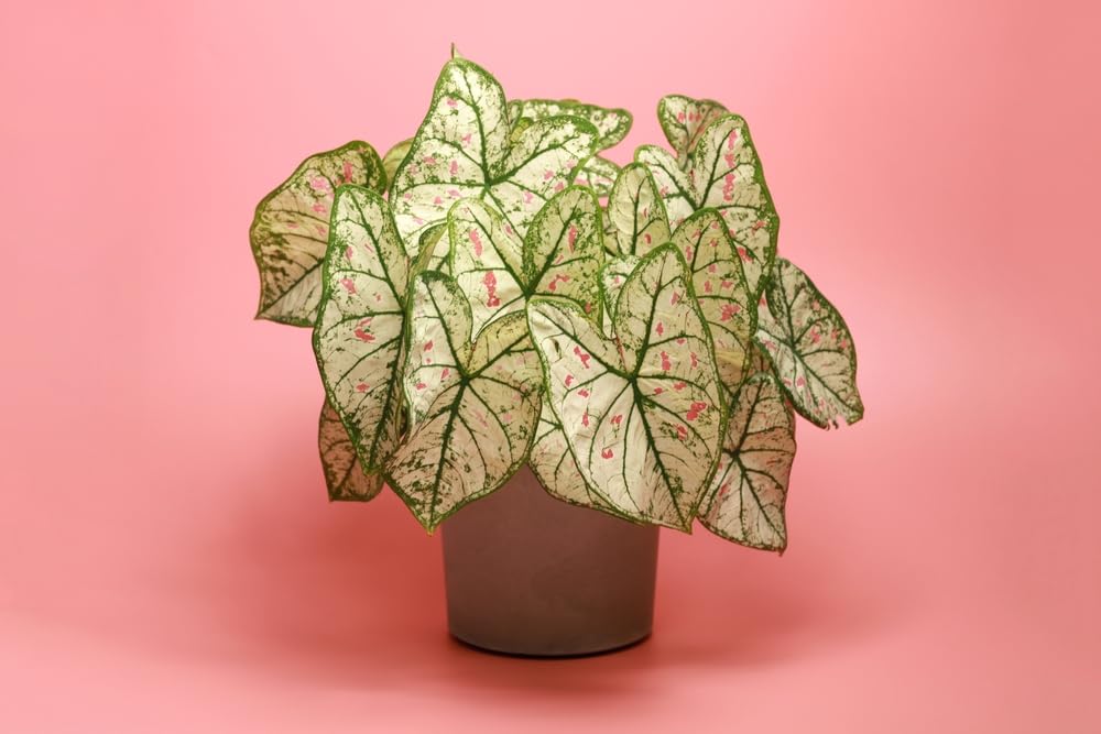 10 Cranberry Star Caladium Bulbs for Planting - Perennial Hosta, Elephant Ears, Fancy (10 Bulbs)