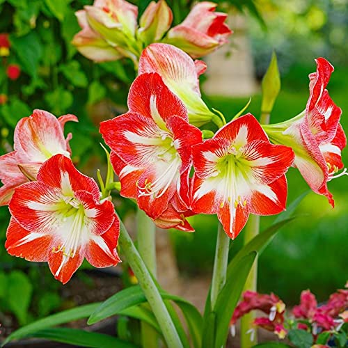 Amaryllis Bulb Kit with Pot Gift, White Red Amaryllis Growing Kit, Large Flower Bulb Hippeastrum Prepotted