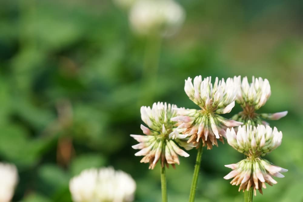 White Dutch Clover Seeds for Planting, Ground Cover, Lawn Alternative, Pasture, Forage