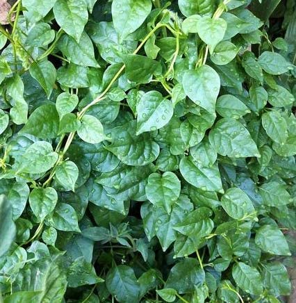 Vegetable Garden Seeds for Planting - Grow Heirloom Vegetables