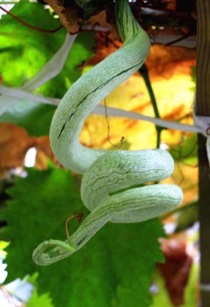 Snake Gourd Seeds for Planting - 20 Seeds - Grow Long Snake Like Gourds - Rare and Hard to Find. Ships from Iowa, USA