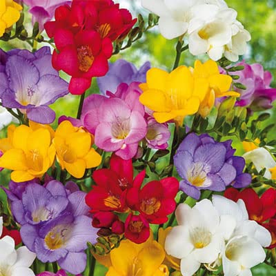 Freesia Flower Bulbs for Spring Planting - Mixed Colors for Bouquets - Large Healthy Bulbs - Great for Container or Outdoor Growing