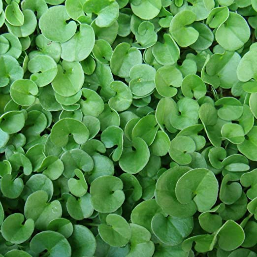 Dichondra Repens Grass Seeds to Grow -Carpet Vine Seeds - Ground Cover Plant