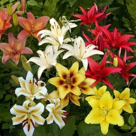 Lily Bulbs for Planting, Mixed Color - Lilium Flower Bulbs, Fresh Dug and Ready to Plant