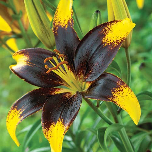 Lionheart Lily Bulbs for Planting - Black and Yellow Coloring Really Stands Out