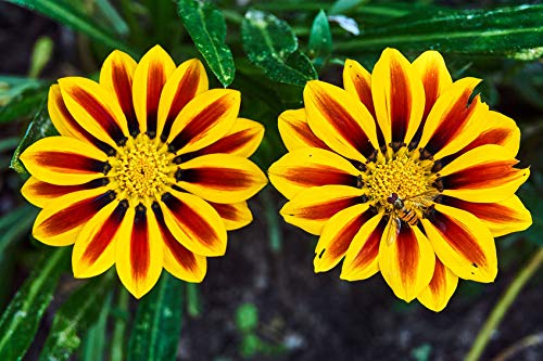 Exotic Gazania Flower Seeds - 100+ Seeds to Grow - Made in USA, Ships from Iowa - Great with Marigold or Roses. Gazinga Seeds