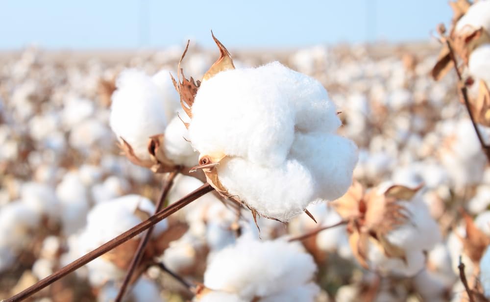 American Cotton Seeds for Planting - Gossypium hirsutum - (100 Seeds)