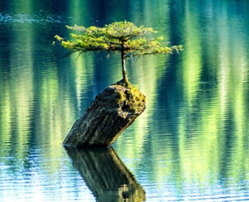 Balsam Fir Bonsai Tree Seeds - 30 Balsam Fir Seeds tp Plant (Abies balsamea) - Stunning Evergreen Bonsai