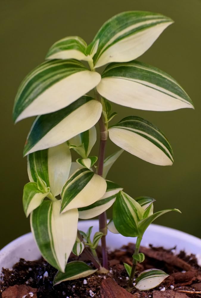 6 Cuttings Variegated Wandering Jew Plant - Tradescantia fluminensis Tricolor Plant - Easy to Grow Indoor Outdoor Plant