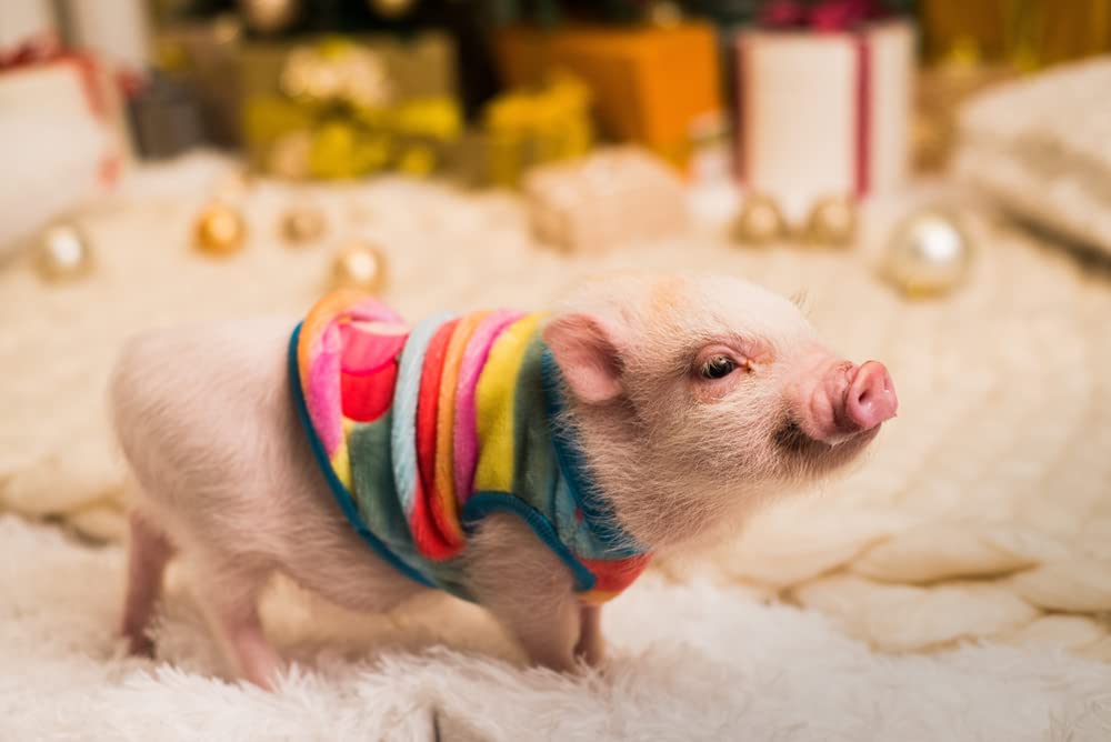 CZ Grain Mini Pig Feed Pellets - Balanced Nutrition for Mini Pigs