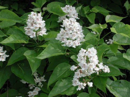 Catalpa, Catalpa Speciosa, Northern, Tree 30 Seeds, (Fast Growth, Showy Flowers)