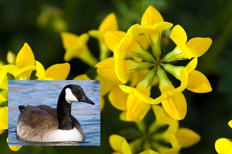 Canada Goose Foodplot Seeds for Planting - Birdsfoot Trefoil Seeds (1 Pound)