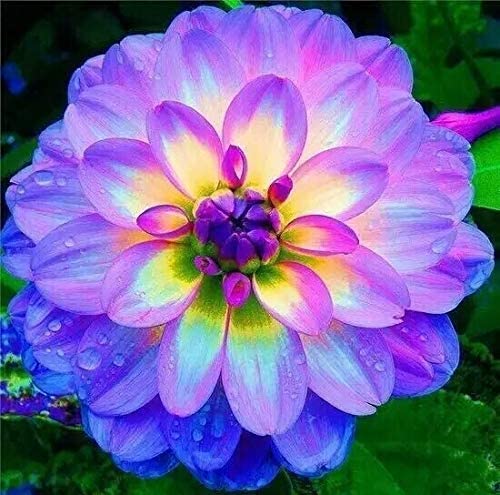 100+ Rare Mix Dahlia Flower Seeds - Easy to Grow, Made in USA, Ships from Iowa. Grow Beautiful Dahlias