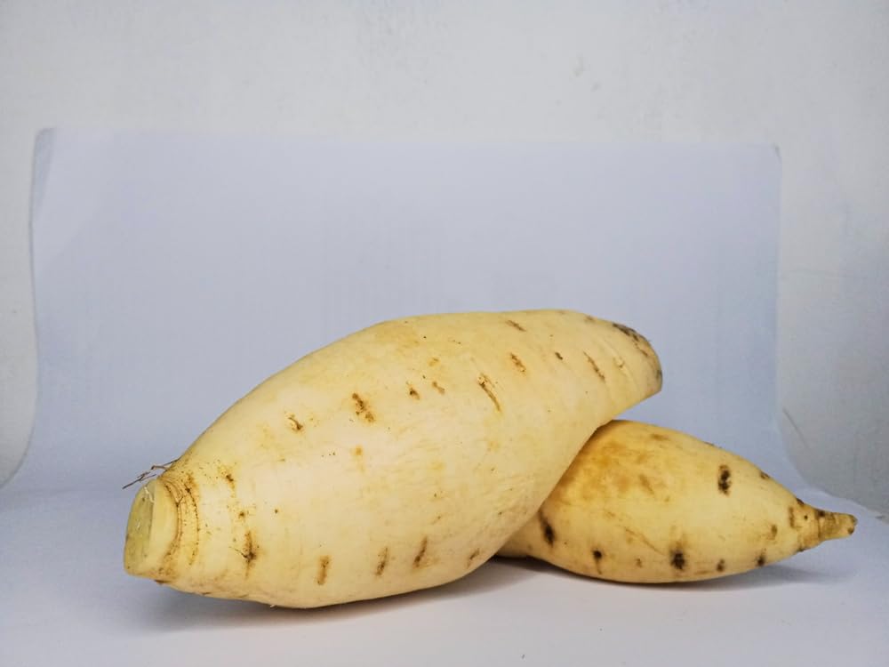 White Sweet Potato Slips for Planting - Grow Your Own Tasty Sweet Potatos