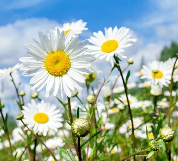 1,000 White Daisy Seeds for Planting - Shasta Daisy - Easy to Grow Perennial Flowers