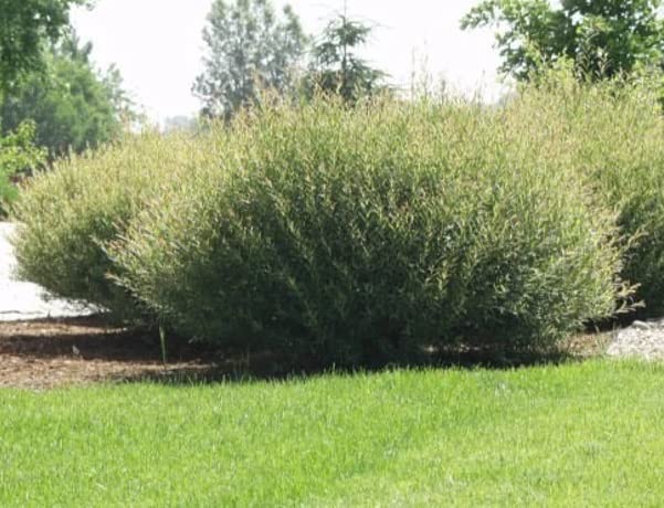 Willow Bush Cuttings for Planting - Low Growing Privacy Hedge, Salix purpurea - Gets 9ft Tall