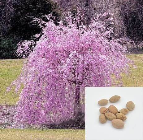 30 Japanese Flowering Cherry Blossom Bonsai Seeds, Sakura Bonsai Seeds - Fresh Exotic Rare Bonsai Seeds -